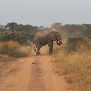 nkundwa (100)